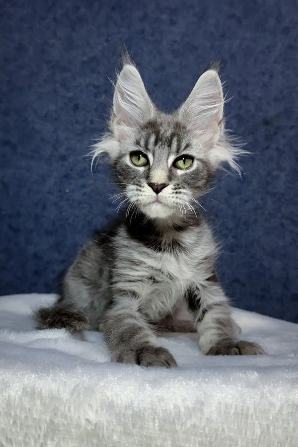 Ocean | maine coon kitten