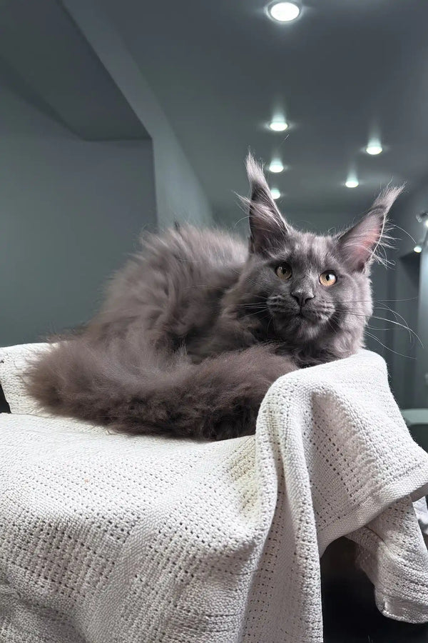 Ocean | maine coon kitten