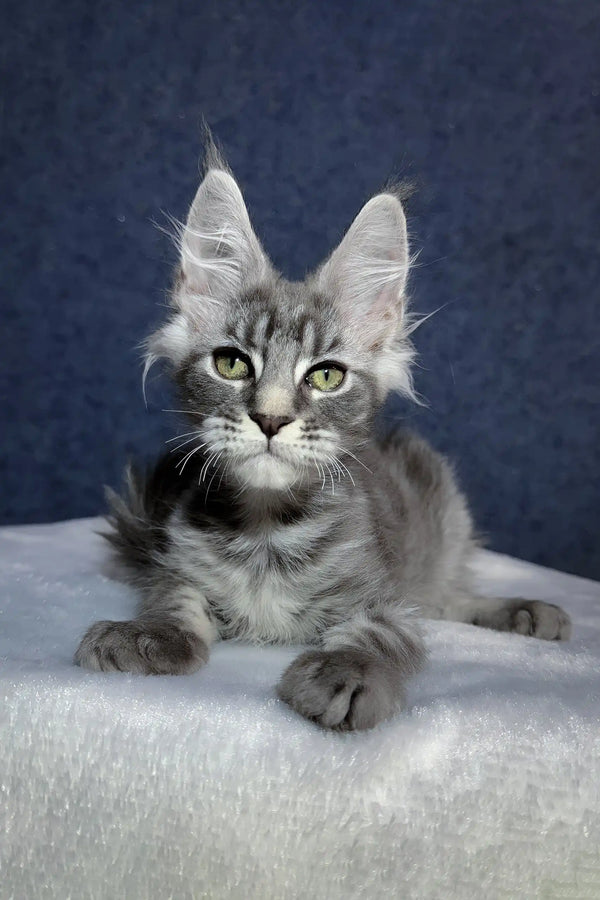 Ocean | maine coon kitten