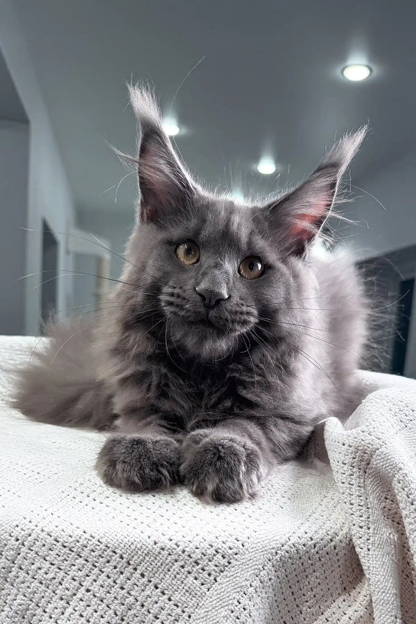 Ocean | maine coon kitten