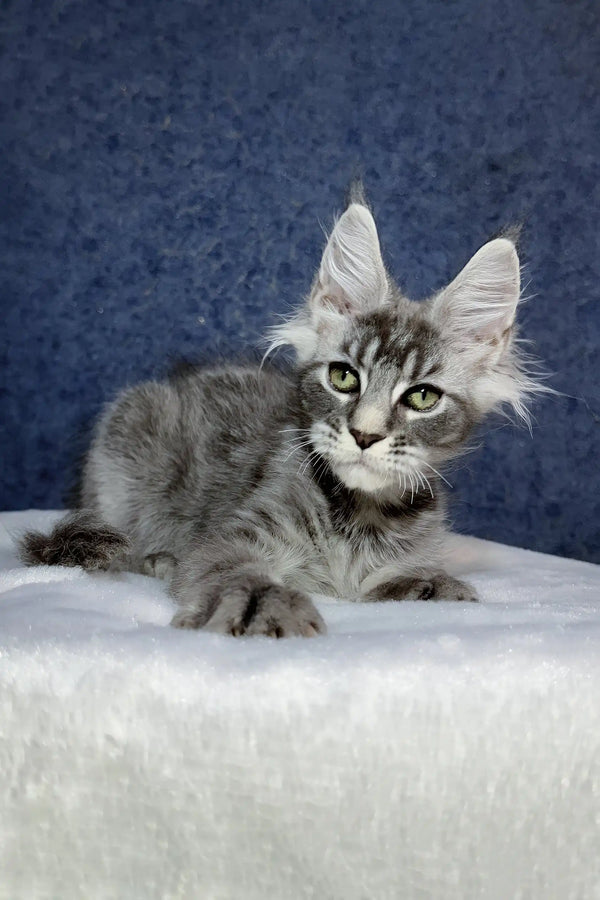 Ocean | maine coon kitten