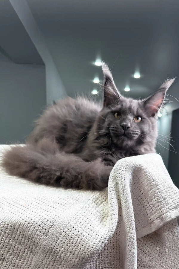 Ocean | maine coon kitten