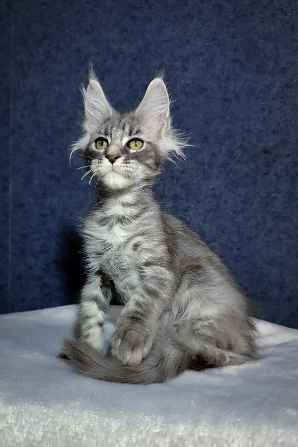 Ocean | maine coon kitten