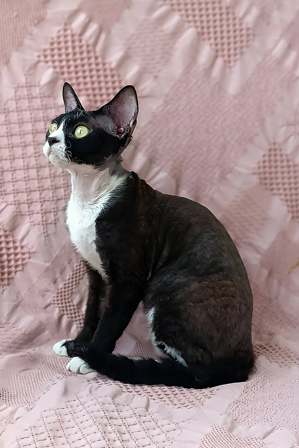 Oda | devon rex kitten