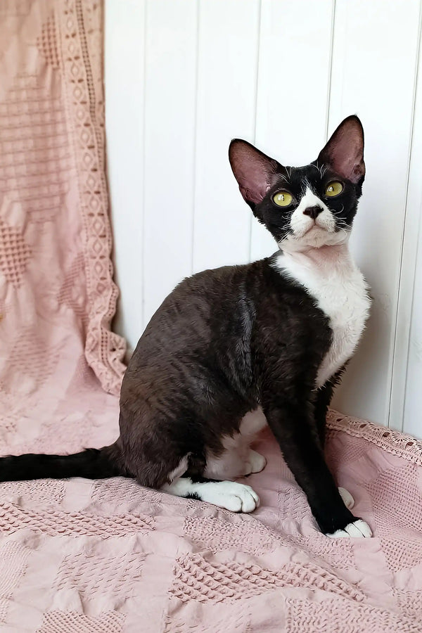 Oda | devon rex kitten