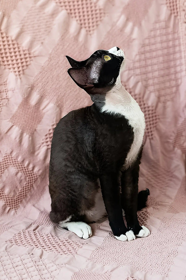 Oda | devon rex kitten