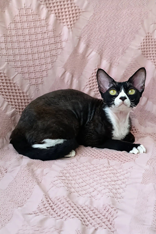 Oda | devon rex kitten