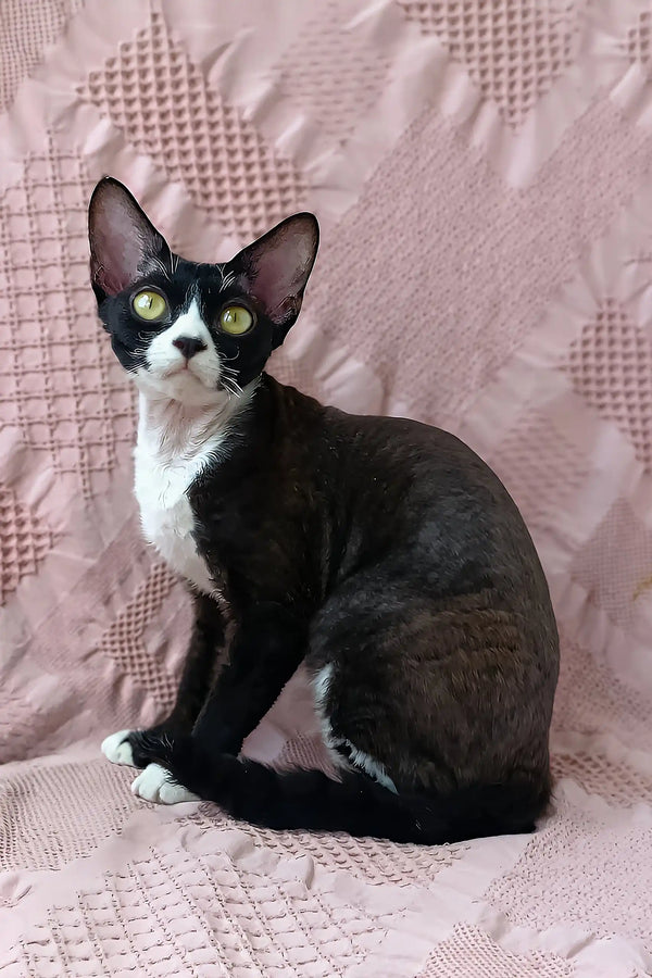 Oda | devon rex kitten