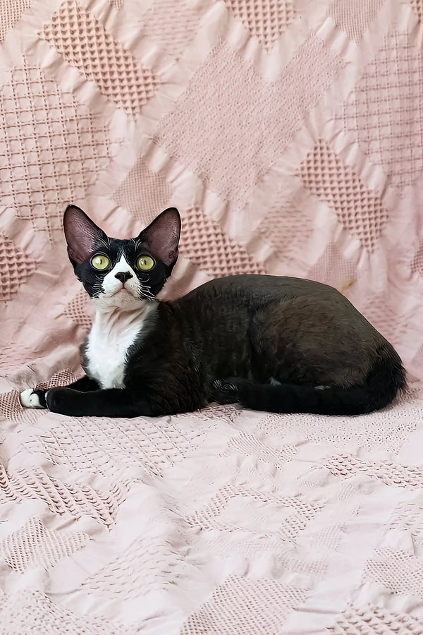 Oda | devon rex kitten