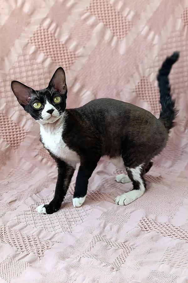 Oda | devon rex kitten