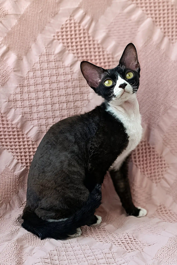Oda | devon rex kitten