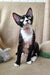 Cute black and white Devon Rex cat featured in Oda Devon Rex Kitten product