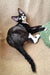 Black and white Devon Rex cat from the Oda Devon Rex Kitten product line