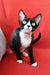 Cute Black and white Devon Rex cat from the Oda Devon Rex Kitten product