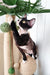 Black and white Devon Rex cat happily playing on an Oda cat tree