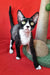 Black and white Cornish Rex cat featured in Oda Devon Rex Kitten product display