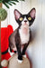 Black and white Cornish Rex cat in the Oda Devon Rex Kitten product display