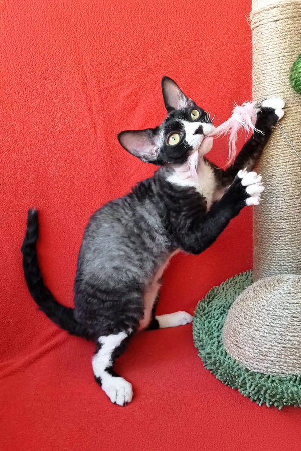 Playful black and white Devon Rex kitten with curly fur named Oda