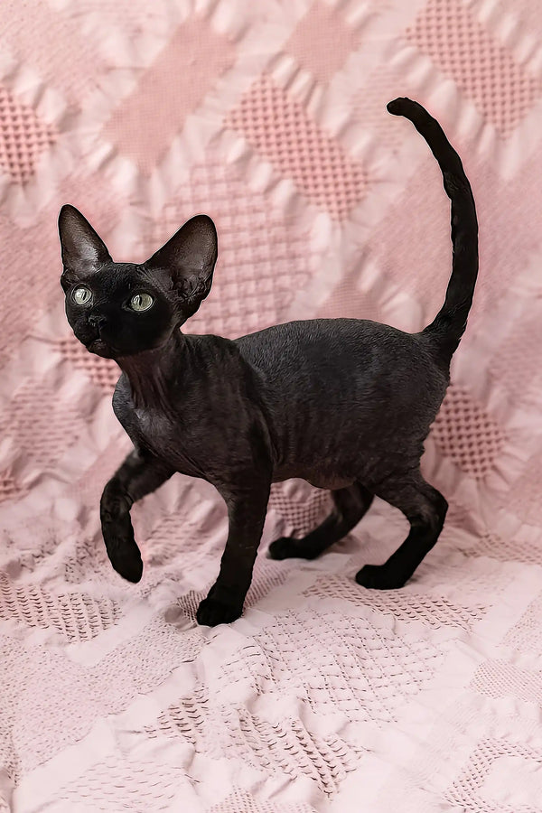 Odetta | devon rex kitten