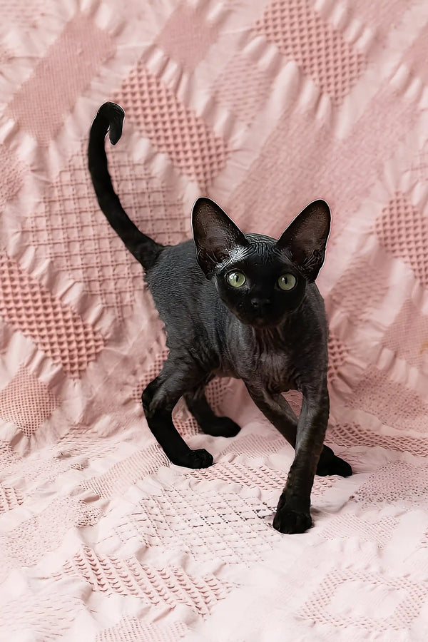 Odetta | devon rex kitten