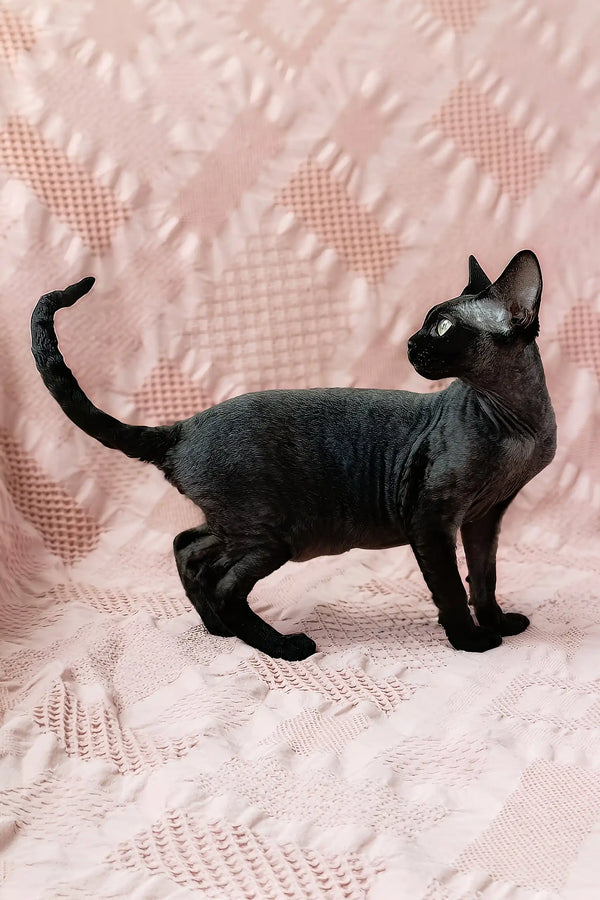 Odetta | devon rex kitten