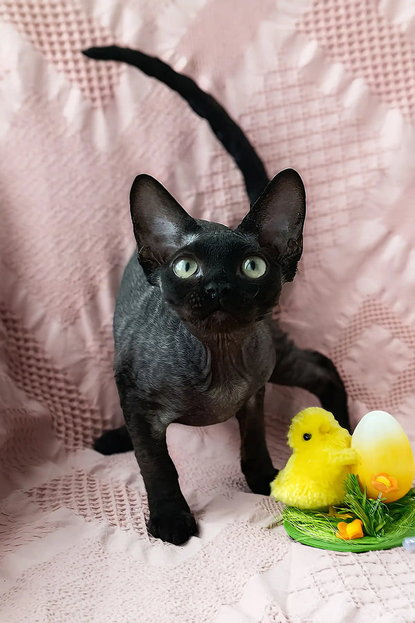 Odetta | devon rex kitten