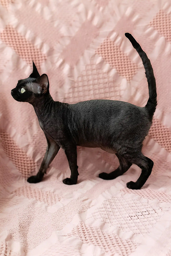 Odetta | devon rex kitten