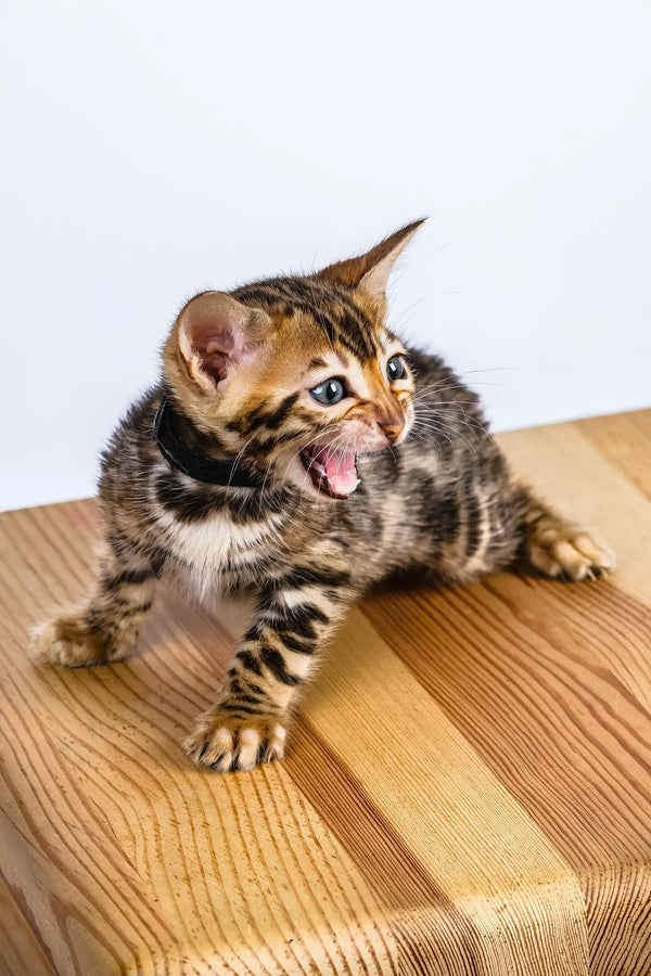 Odette | bengal kitten