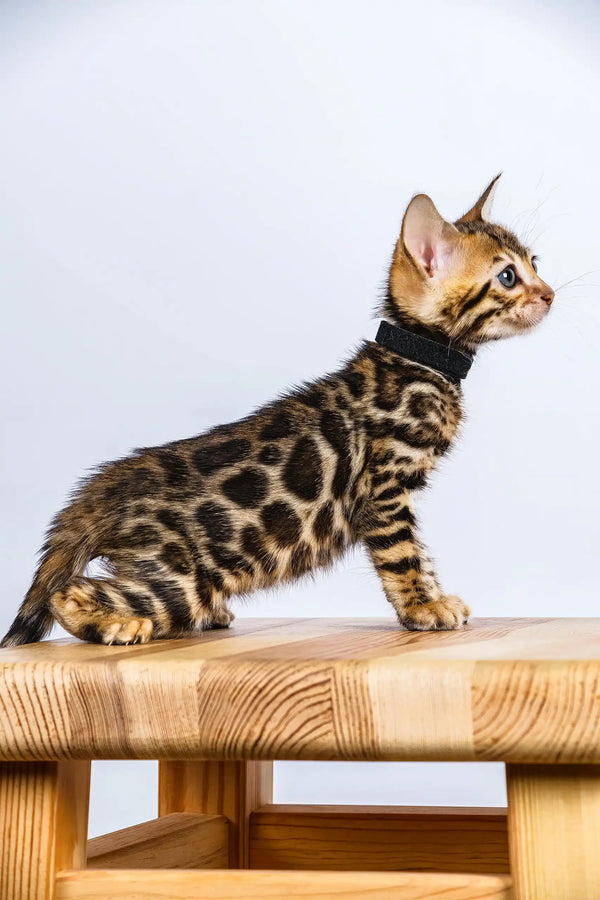 Odette | bengal kitten