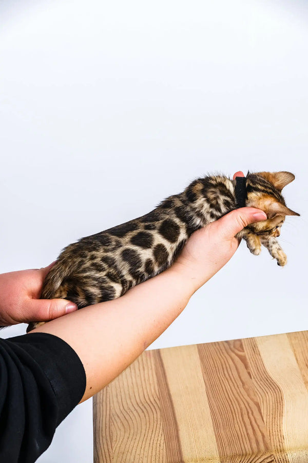 Odette | bengal kitten