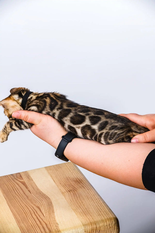 Odette | bengal kitten