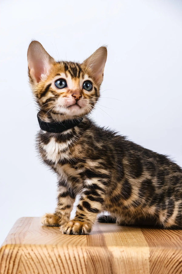 Odette | bengal kitten