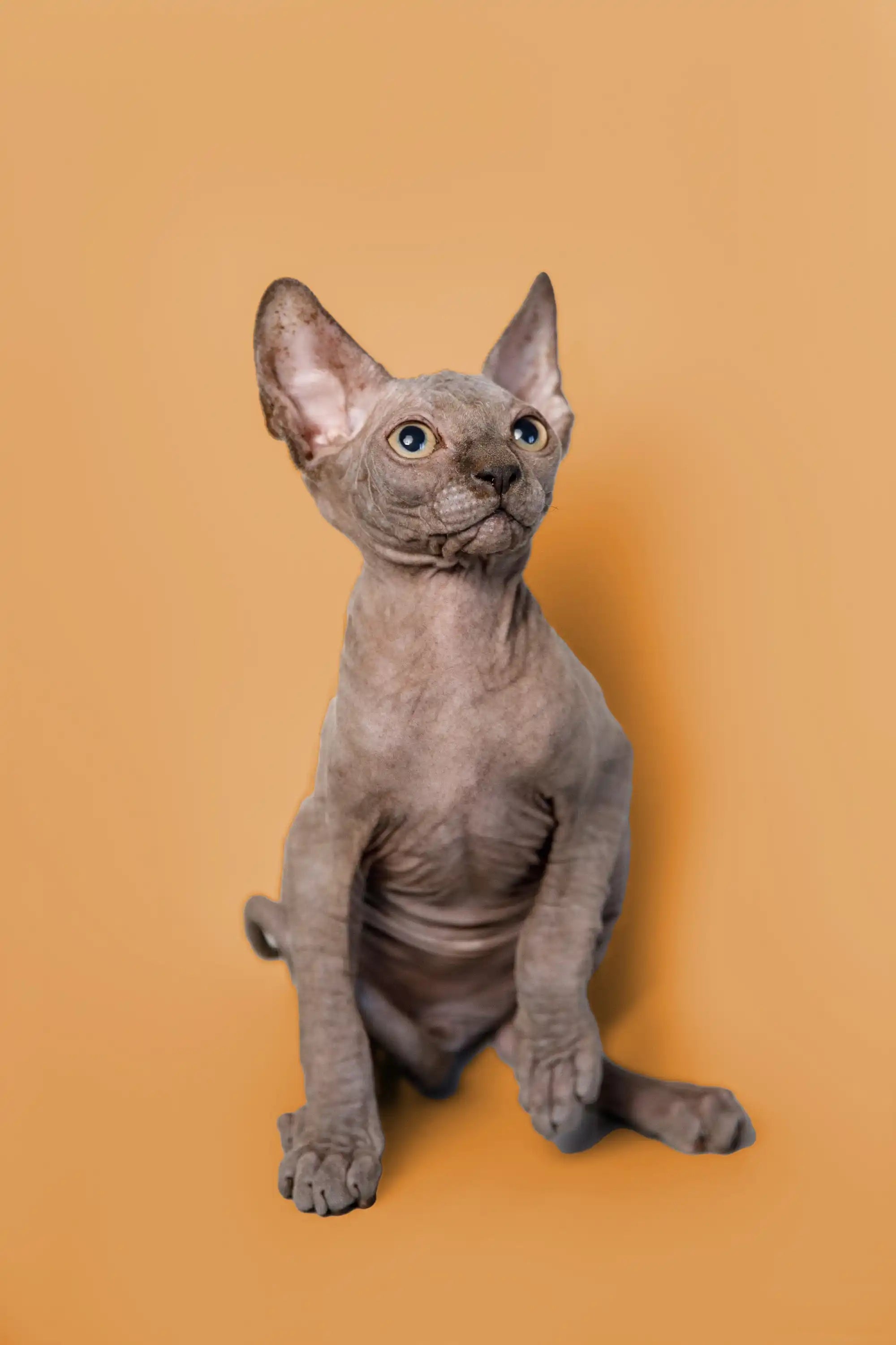 Hairless Sphynx Cats & Kittens for Sale Odie | Kitten