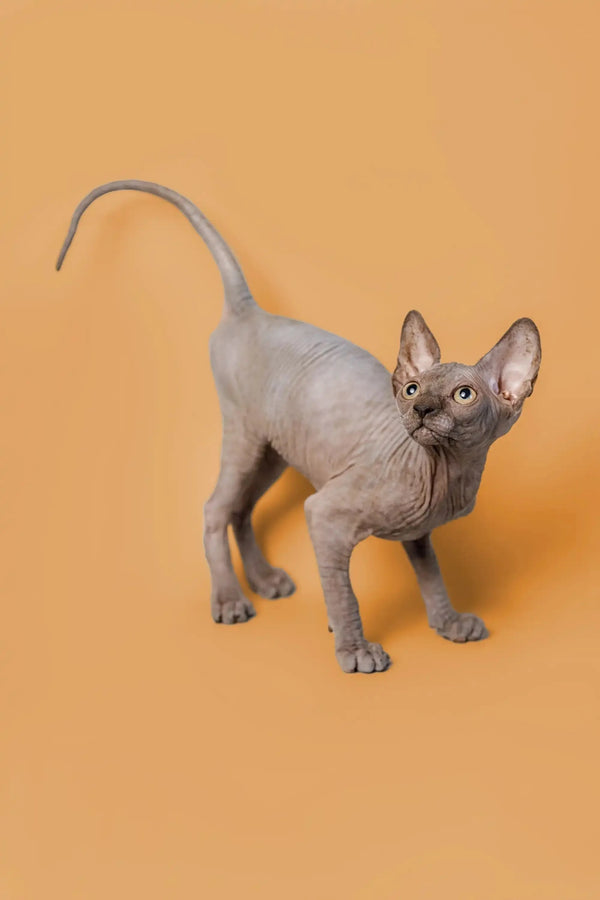 Adorable male Sphynx kitten with big ears on a vibrant orange background