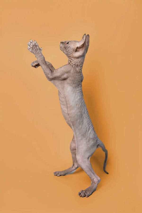 Adorable male Sphynx kitten standing on hind legs with paw raised, perfect for any cat lover