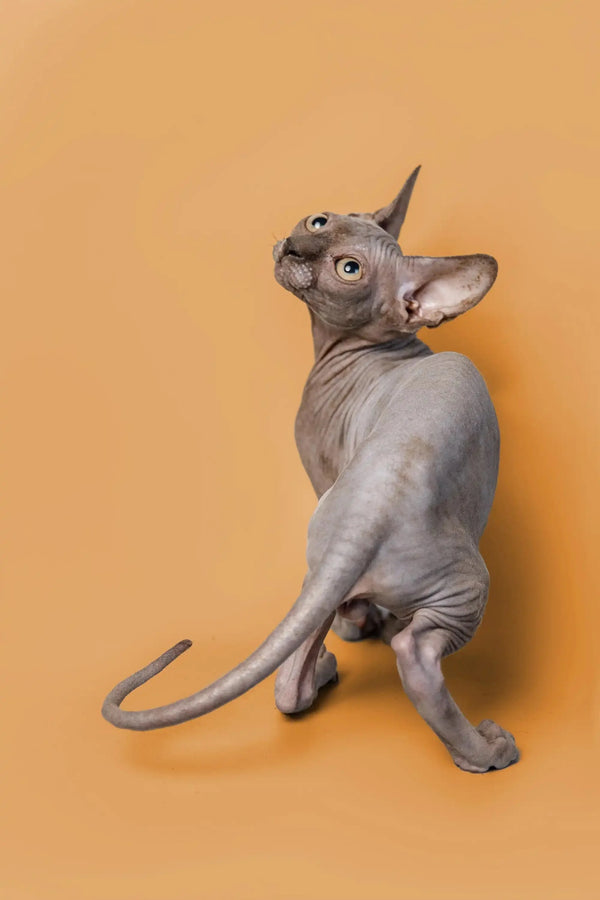 Adorable male Sphynx kitten Odie sitting alert with perked ears ready for fun