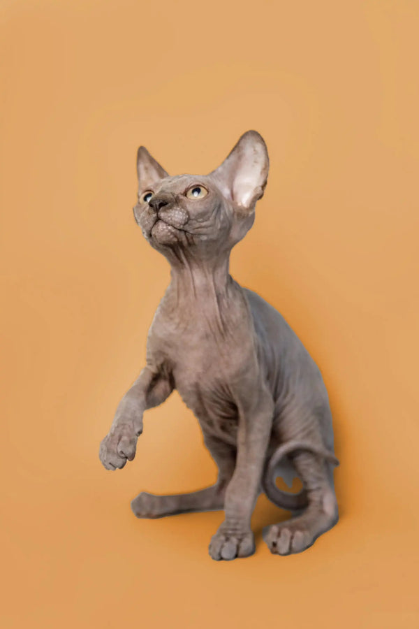 Adorable male Sphynx kitten Odie with large ears sitting upright, ready for love