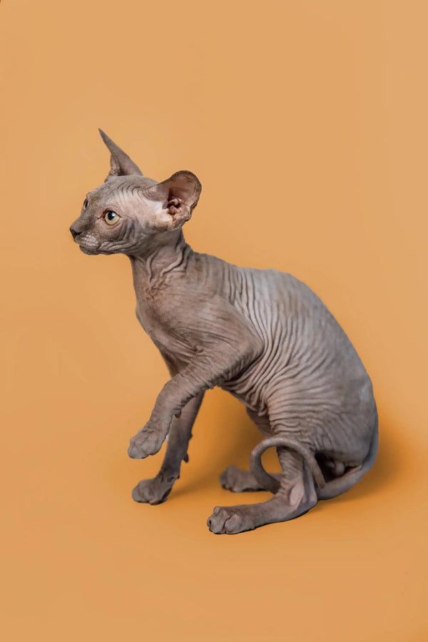 Adorable male Sphynx kitten sitting alert, perfect for the Odie product