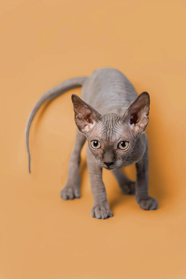 Hairless gray Sphynx kitten with big ears on orange surface, super adorable male Sphynx