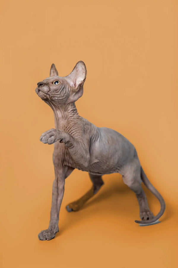 Adorable male Sphynx kitten Odie standing alert with perked-up ears