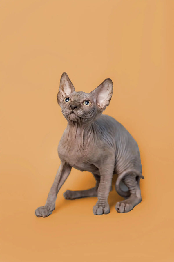 Adorable male Sphynx kitten with large ears on a vibrant orange background
