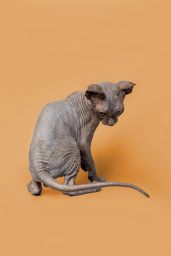 Adorable male Sphynx kitten Odie sitting with curled tail, looking super cute