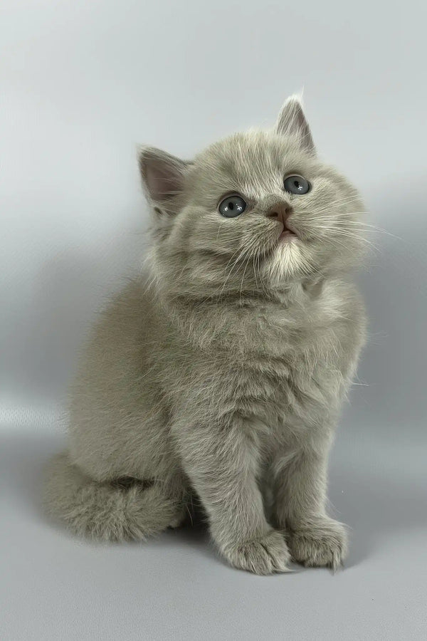 Odin | british longhair kitten