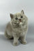 Odin | british longhair kitten