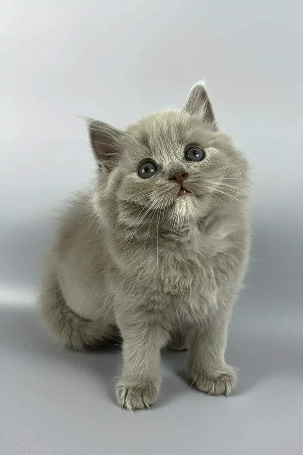 Odin | british longhair kitten