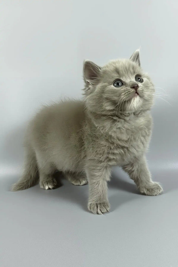 Odin | british longhair kitten