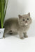 Odin | british longhair kitten