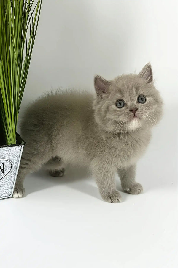 Odin | british longhair kitten