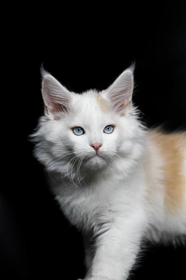 White fluffy Maine Coon kitten named Odin with stunning blue eyes