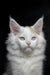 White fluffy Maine Coon kitten Odin with striking blue eyes and pointed ears